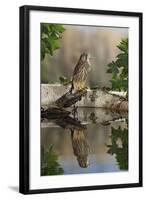 Common Kestrel with Reflection-null-Framed Photographic Print