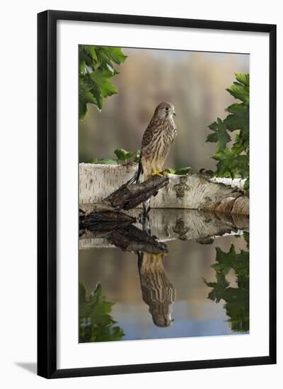 Common Kestrel with Reflection-null-Framed Photographic Print