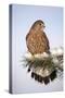 Common Kestrel Young Male on Snowy Fir Branch-null-Stretched Canvas