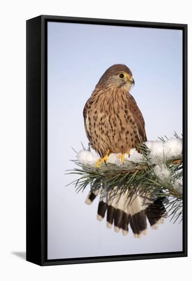 Common Kestrel Young Male on Snowy Fir Branch-null-Framed Stretched Canvas