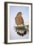 Common Kestrel Young Male on Snowy Fir Branch-null-Framed Premium Photographic Print