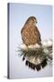 Common Kestrel Young Male on Snowy Fir Branch-null-Stretched Canvas