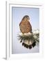 Common Kestrel Young Male on Snowy Fir Branch-null-Framed Photographic Print