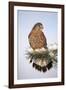 Common Kestrel Young Male on Snowy Fir Branch-null-Framed Photographic Print