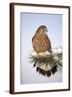 Common Kestrel Young Male on Snowy Fir Branch-null-Framed Photographic Print