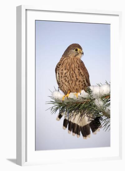 Common Kestrel Young Male on Snowy Fir Branch-null-Framed Photographic Print