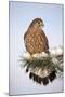 Common Kestrel Young Male on Snowy Fir Branch-null-Mounted Photographic Print