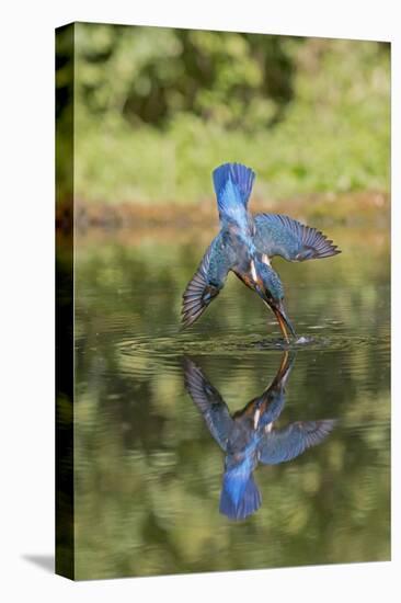 Common Kingfisher (Alcedo atthis) adult female, in flight, diving into pond, with reflection-Paul Sawer-Stretched Canvas