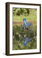 Common Kingfisher (Alcedo atthis) adult female, in flight, diving into pond, with reflection-Paul Sawer-Framed Photographic Print