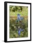 Common Kingfisher (Alcedo atthis) adult female, in flight, diving into pond, with reflection-Paul Sawer-Framed Photographic Print