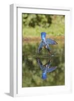 Common Kingfisher (Alcedo atthis) adult female, in flight, diving into pond, with reflection-Paul Sawer-Framed Photographic Print