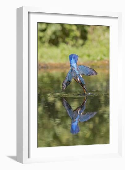 Common Kingfisher (Alcedo atthis) adult female, in flight, diving into pond, with reflection-Paul Sawer-Framed Photographic Print