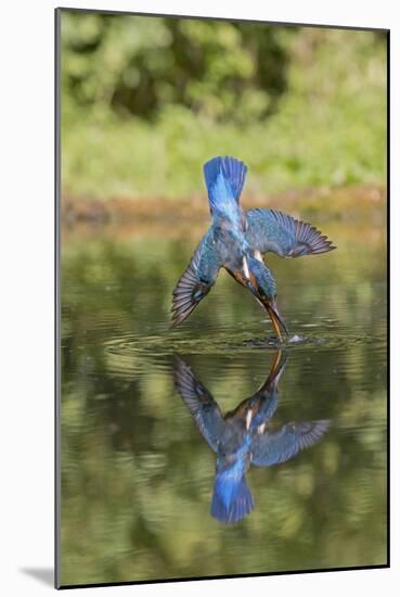 Common Kingfisher (Alcedo atthis) adult female, in flight, diving into pond, with reflection-Paul Sawer-Mounted Photographic Print