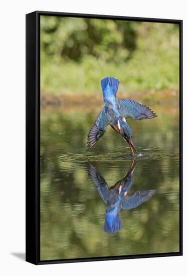 Common Kingfisher (Alcedo atthis) adult female, in flight, diving into pond, with reflection-Paul Sawer-Framed Stretched Canvas