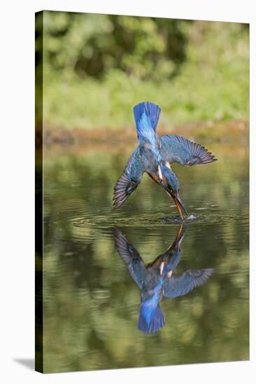 Common Kingfisher (Alcedo atthis) adult female, in flight, diving into pond, with reflection-Paul Sawer-Stretched Canvas