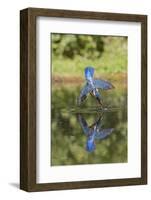 Common Kingfisher (Alcedo atthis) adult female, in flight, diving into pond, with reflection-Paul Sawer-Framed Photographic Print