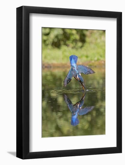 Common Kingfisher (Alcedo atthis) adult female, in flight, diving into pond, with reflection-Paul Sawer-Framed Photographic Print