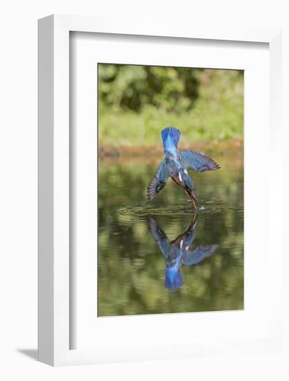 Common Kingfisher (Alcedo atthis) adult female, in flight, diving into pond, with reflection-Paul Sawer-Framed Photographic Print