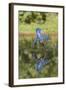 Common Kingfisher (Alcedo atthis) adult female, in flight, diving into pond, with reflection-Paul Sawer-Framed Photographic Print