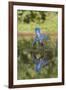 Common Kingfisher (Alcedo atthis) adult female, in flight, diving into pond, with reflection-Paul Sawer-Framed Photographic Print