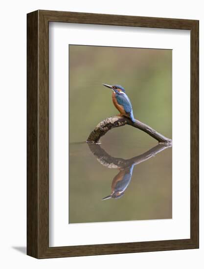 Common Kingfisher (Alcedo atthis) adult male, England-Paul Sawer-Framed Photographic Print