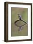 Common Kingfisher (Alcedo atthis) adult male, England-Paul Sawer-Framed Photographic Print