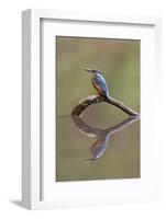 Common Kingfisher (Alcedo atthis) adult male, England-Paul Sawer-Framed Photographic Print