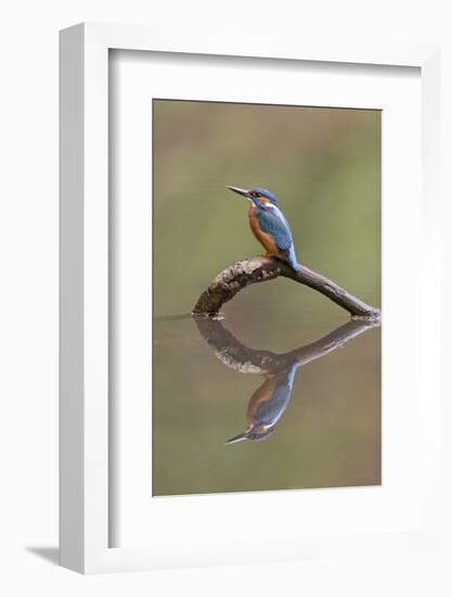 Common Kingfisher (Alcedo atthis) adult male, England-Paul Sawer-Framed Photographic Print