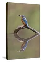 Common Kingfisher (Alcedo atthis) adult male, England-Paul Sawer-Stretched Canvas