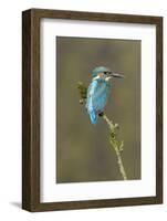 Common Kingfisher (Alcedo atthis) adult male, perched on mossy twig, Suffolk, England-Paul Sawer-Framed Photographic Print