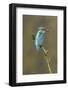 Common Kingfisher (Alcedo atthis) adult male, perched on mossy twig, Suffolk, England-Paul Sawer-Framed Photographic Print