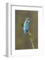 Common Kingfisher (Alcedo atthis) adult male, perched on mossy twig, Suffolk, England-Paul Sawer-Framed Photographic Print