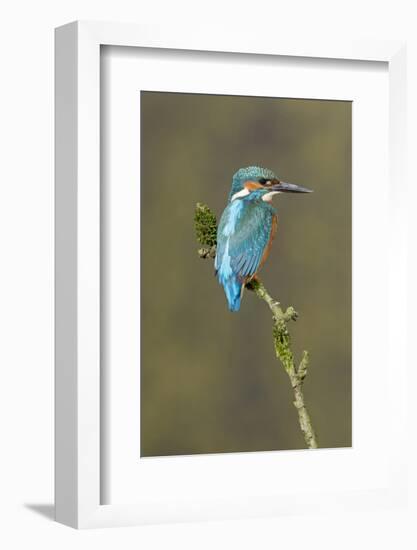 Common Kingfisher (Alcedo atthis) adult male, perched on mossy twig, Suffolk, England-Paul Sawer-Framed Photographic Print