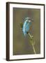 Common Kingfisher (Alcedo atthis) adult male, perched on mossy twig, Suffolk, England-Paul Sawer-Framed Photographic Print