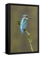 Common Kingfisher (Alcedo atthis) adult male, perched on mossy twig, Suffolk, England-Paul Sawer-Framed Stretched Canvas