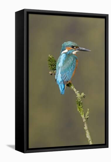 Common Kingfisher (Alcedo atthis) adult male, perched on mossy twig, Suffolk, England-Paul Sawer-Framed Stretched Canvas