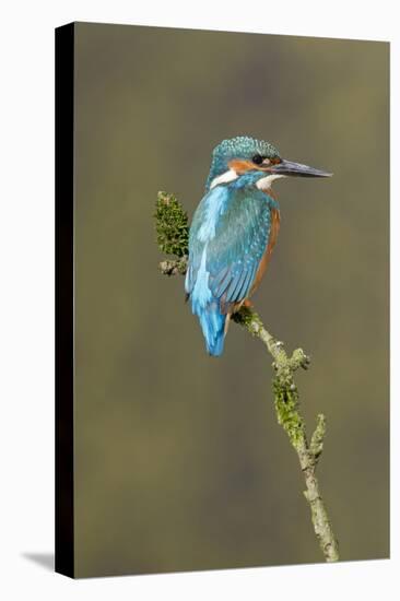 Common Kingfisher (Alcedo atthis) adult male, perched on mossy twig, Suffolk, England-Paul Sawer-Stretched Canvas