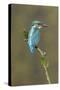 Common Kingfisher (Alcedo atthis) adult male, perched on mossy twig, Suffolk, England-Paul Sawer-Stretched Canvas