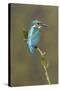 Common Kingfisher (Alcedo atthis) adult male, perched on mossy twig, Suffolk, England-Paul Sawer-Stretched Canvas