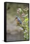 Common Kingfisher (Alcedo atthis) adult male, perched on twig amongst Red Campion flowers, England-Paul Sawer-Framed Stretched Canvas