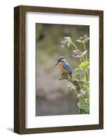 Common Kingfisher (Alcedo atthis) adult male, perched on twig amongst Red Campion flowers, England-Paul Sawer-Framed Photographic Print