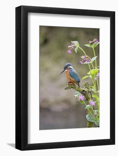 Common Kingfisher (Alcedo atthis) adult male, perched on twig amongst Red Campion flowers, England-Paul Sawer-Framed Photographic Print