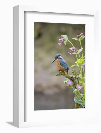 Common Kingfisher (Alcedo atthis) adult male, perched on twig amongst Red Campion flowers, England-Paul Sawer-Framed Photographic Print