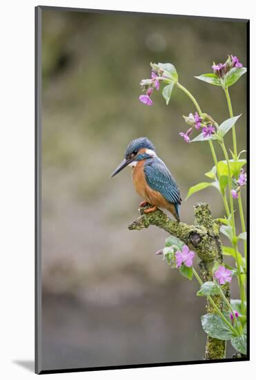 Common Kingfisher (Alcedo atthis) adult male, perched on twig amongst Red Campion flowers, England-Paul Sawer-Mounted Photographic Print