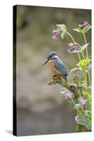 Common Kingfisher (Alcedo atthis) adult male, perched on twig amongst Red Campion flowers, England-Paul Sawer-Stretched Canvas