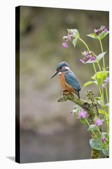 Common Kingfisher (Alcedo atthis) adult male, perched on twig amongst Red Campion flowers, England-Paul Sawer-Stretched Canvas