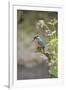 Common Kingfisher (Alcedo atthis) adult male, perched on twig amongst Red Campion flowers, England-Paul Sawer-Framed Photographic Print