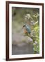 Common Kingfisher (Alcedo atthis) adult male, perched on twig amongst Red Campion flowers, England-Paul Sawer-Framed Photographic Print