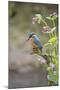 Common Kingfisher (Alcedo atthis) adult male, perched on twig amongst Red Campion flowers, England-Paul Sawer-Mounted Photographic Print