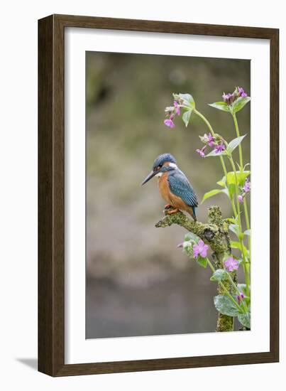 Common Kingfisher (Alcedo atthis) adult male, perched on twig amongst Red Campion flowers, England-Paul Sawer-Framed Photographic Print